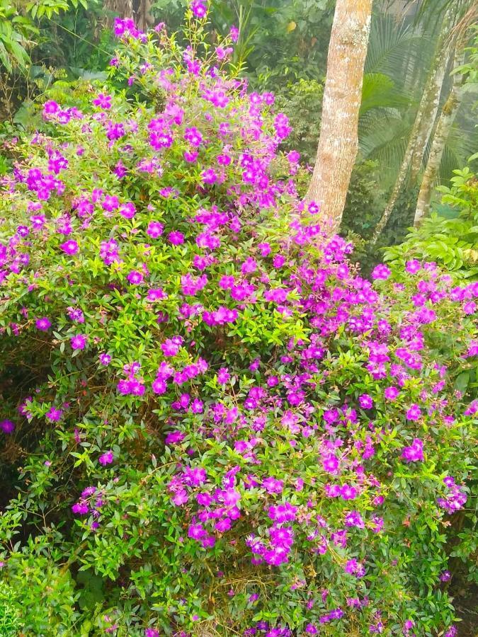 Spring And Valley View Thekkady Exteriér fotografie